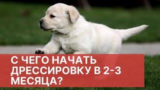 С чего начать дрессировку щенка в 3 месяца? Первое занятие лабрадора! Советы кинолога по воспитанию