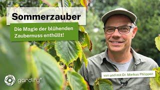 Pflanzenrätsel Überraschung im Garten: Hilfe - die Zaubernuss blüht im Sommer! Hamamelis Blüte