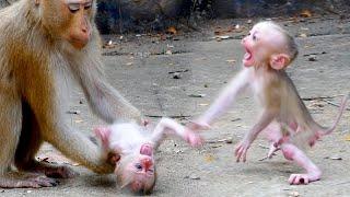 Trending baby monkey video 2024 - New video baby monkey 2024