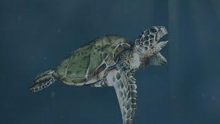Explainer Awesome Oceans
