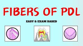 Principal Fibers of Periodontal Ligament | PDL  fibers