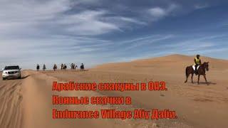 Арабские скакуны в ОАЭ|Конные скачки в Endurance Village Абу Даби