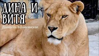 ️ДИНА и ВИТЯ. Радостная встреча! Давно не виделись.Львы. Life of #lions​ #animals