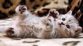 Adorable little cats - Cute and funny kitten compilation