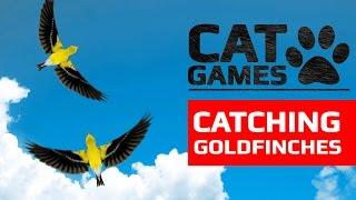 CAT GAMES -  CATCHING GOLDFINCHES (ENTERTAINMENT VIDEOS FOR CATS TO WATCH)