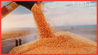 How to Harvest Millions of Tons of Wheat | Modern Wheat Cultivation