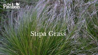 How to Plant a Stipa | Stipa Grasses at The Pavilion Cork