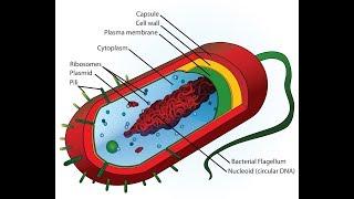 Review of Key Antibiotics for Microbiology