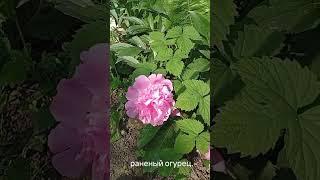 сад #огород #томаты #огурцы #помидоры #посади сам #земледелие #дача # земля