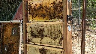 Transferring Bees Into an 8 Frame Observation Hive