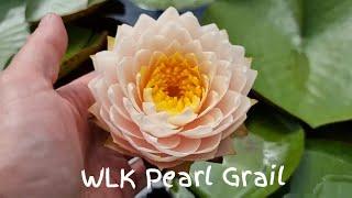 Нимфея WLK Pearl Grail (нимфея Жемчужный Грааль), гибрид 2020 г. селекции Хох Константина