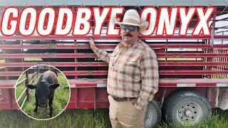 Why We’re Selling Ruby’s Calf | Busy Sale Day
