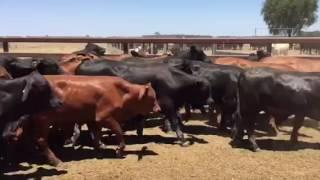 Wales cross bred steers for AuctionsPlus