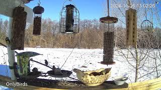 OnlyBirds: LIVE Bird Feeder Cam | UA | Ukrainian Polissia/Forest Steppe