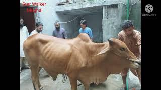 Qurbani 2019 Dangerous Cow