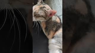 Okane mochi the cat funny cute cat video animal video