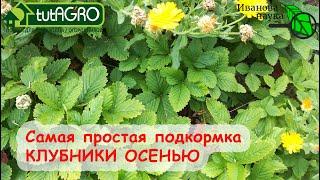 ЧЕМ ПОДКОРМИТЬ КЛУБНИКУ ОСЕНЬЮ? Самый простой способ для большого и вкусного урожая.