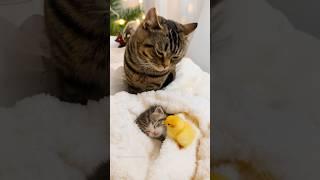 Sleeping Beauty: A Kitten Watched Over by a Mother Cat and a Baby Chick