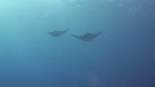 Sightings of solitary individuals and groups of bentfin devil rays (Mobula thurstoni).