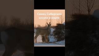 Самец Сибирской косули в марте #дикаяприрода #hunting #лесной #nature