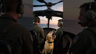 Alone in the sky!  #dog #pets #shorts