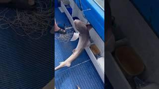 Small Shark  #fishingaustralia #fishingvideo #fishingvlog #fishing #fishingtrip #fish #fish