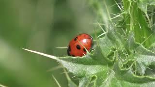 The natural heritage of Ruse Bulgaria