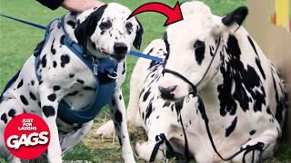 We Got Fined $10 Million Dollars For This..  | Just For Laughs Gags