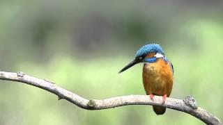 Martin pescatore (Alcedo atthis)