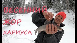 Весенний жор хариуса! Экстрим поездка. Снегоход ТАЙГА выжил.  Рыбалка в глуши. Мотобур-вещь.