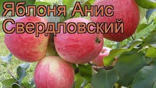 Яблоня обыкновенная Анис Свердловский (malus)  обзор: как сажать, саженцы яблони Анис Свердловский