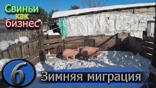 ПОДГОТАВЛИВАЕМ КЛЕТКИ К ОПОРОСУ