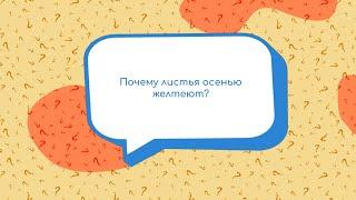 ЧаВО: дети. Почему листья осенью желтеют?