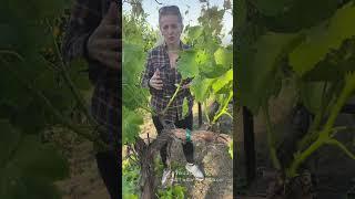 VINE SHOOT THINNING IN SPRING