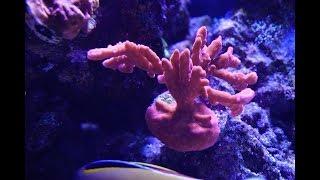 Achieving SPS Coral Color and Growth | Before and After Photos Part 1