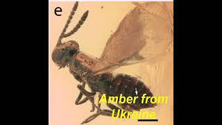 Eocene Amber in Ukraine. Chalcid Wasps of Family Encyrtidae (Chalcidoidea), Amber in Ukraine, Rivne.