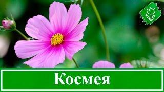 Цветы космея – выращивание из семян, посадка и уход за космеей; когда сажать семена космеи