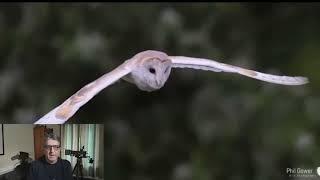 Barn Owl Breeding - Update from Hey Wood Reserve