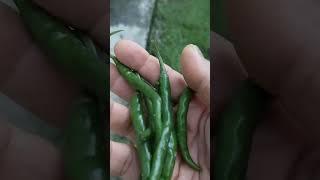 ️"Tiny Harvest,big joy🫑#HomeGrown #BackyardVeggies#🫰