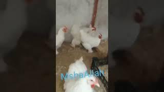 #mashallah #white #heavy #cochine #hen #poultry #hub