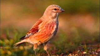 φανετο  Carduelis cannabina