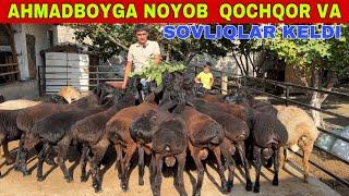 AHMADBOYGA UDAR SOVLIQ QOCHQORLARI KELDI