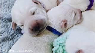 Щенки лабрадора, мальчики от Мишеля и Тины (7 дней) | Labrador puppies, boys (7 days old)