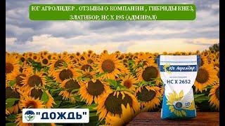 Юг Агролидер . отзывы о компании , гибриды Кнез, Златибор, НС Х 195 (Адмирал)