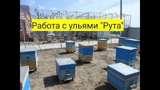 Работа с ульями Рута.