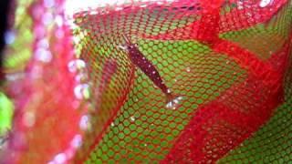 Sulawesi cardinal shrimp in a net
