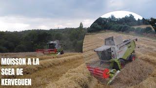 moisson à la scea de kerveguen en bretagne à scrignac