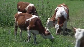 Armenia Fund: Transforming Agriculture in Tavush