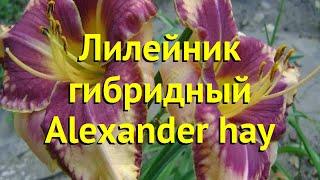 Лилейник гибридный Александр Хай. Краткий обзор, описание характеристик hemerocallis Alexander hay