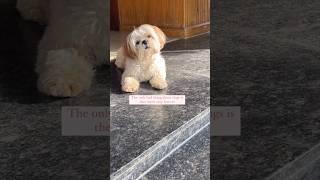 every dog story | wish they last forever #shihtzu #dog